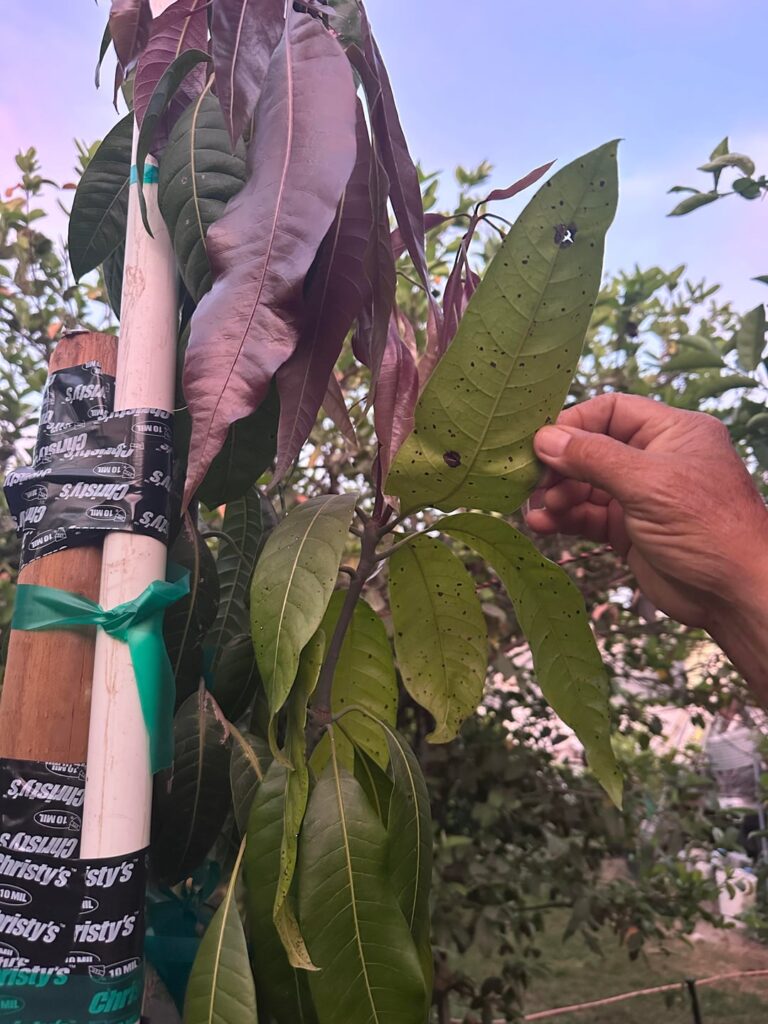 What’s this on my mango tree leaves?