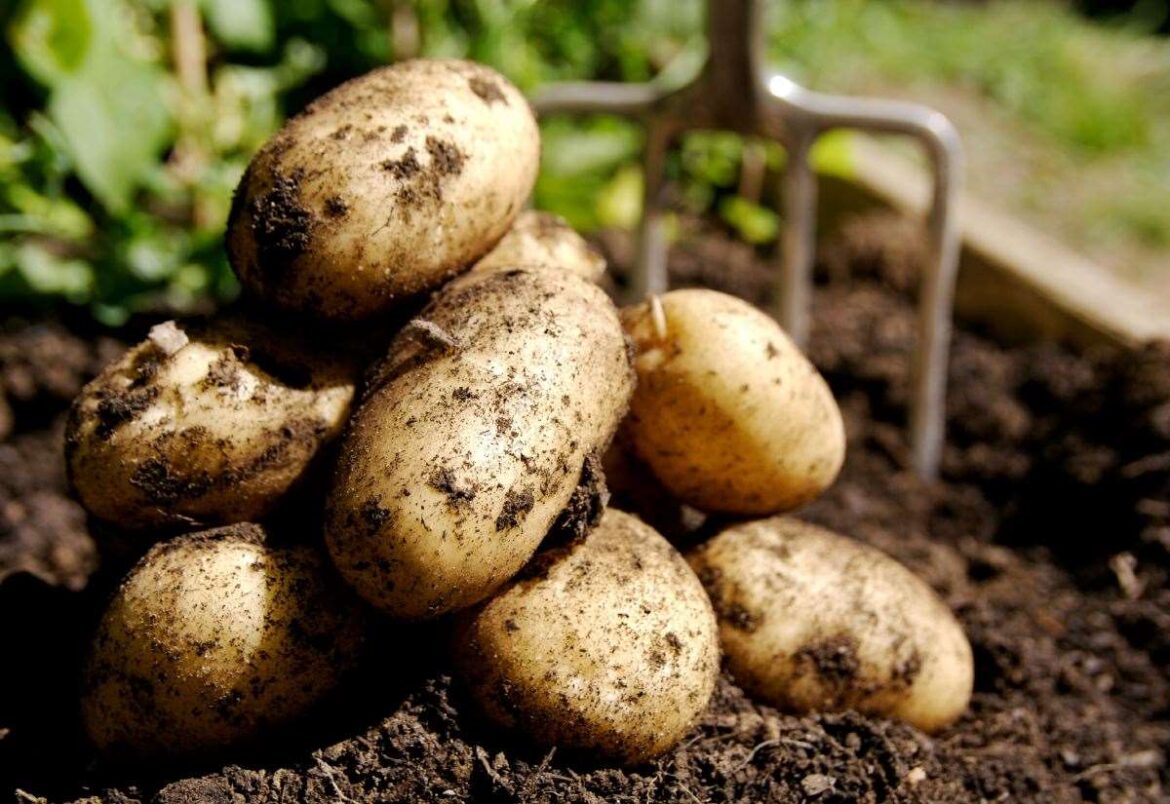 Gardening expert Yvonne Harbutt, of RHN Plant Centre, in Barrow, near Bury St Edmunds, on how to grow a good crop of potatoes