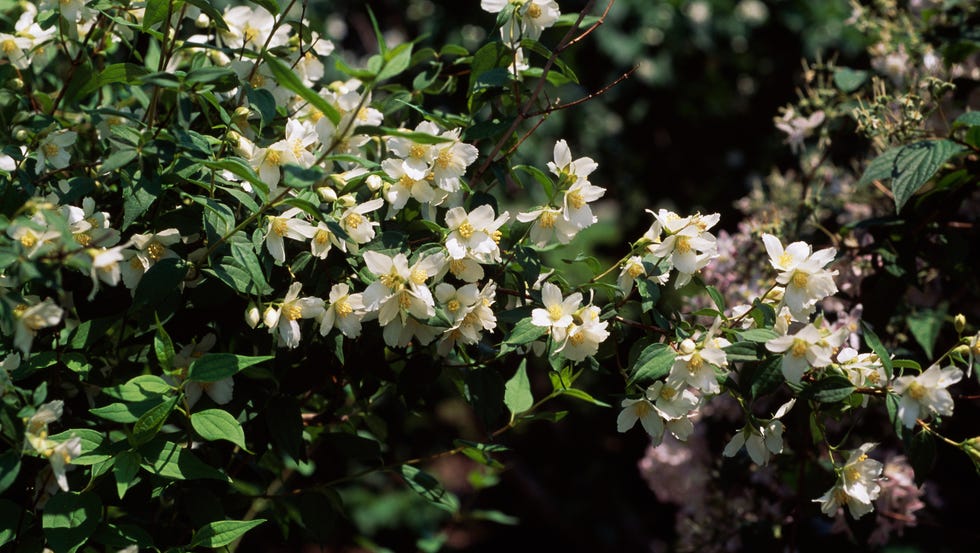 unspecified january 03: mock orange (philadelphus x lemoinei), hydrangeaceae. (photo by deagostini/getty images)