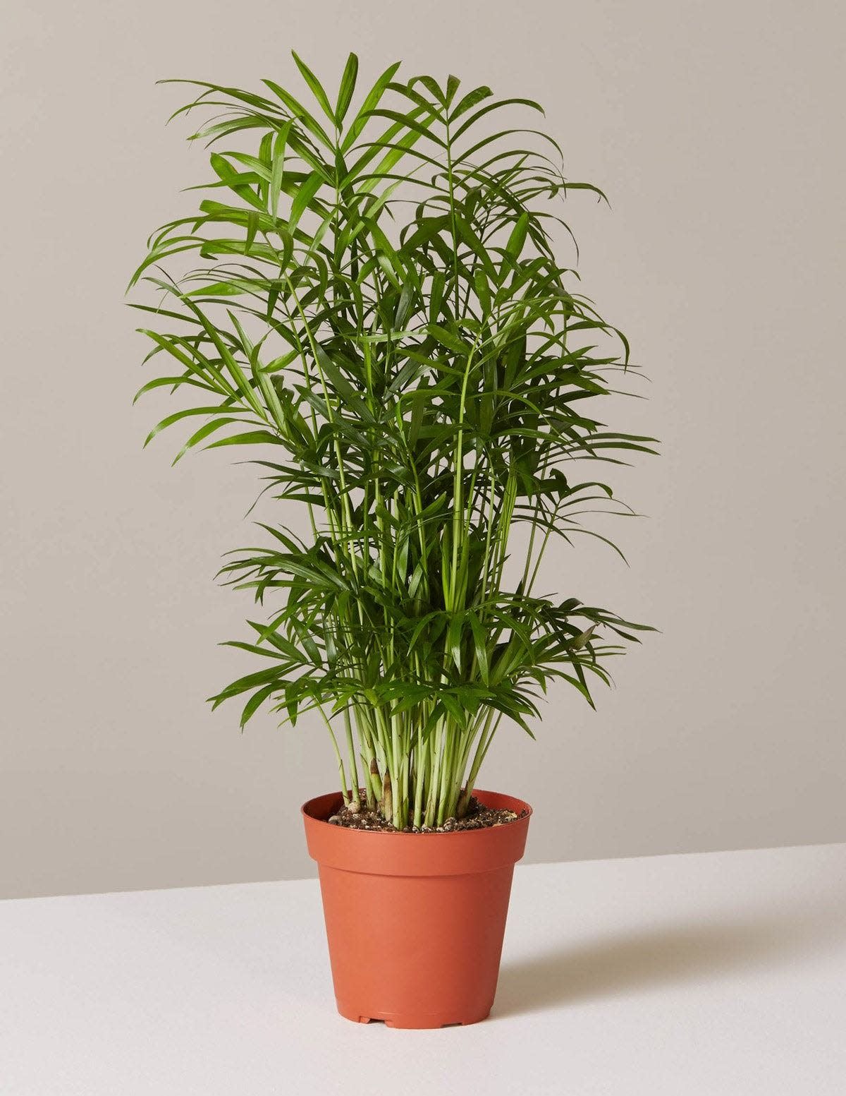 37 Low-Light Houseplants That THRIVE in Darkness