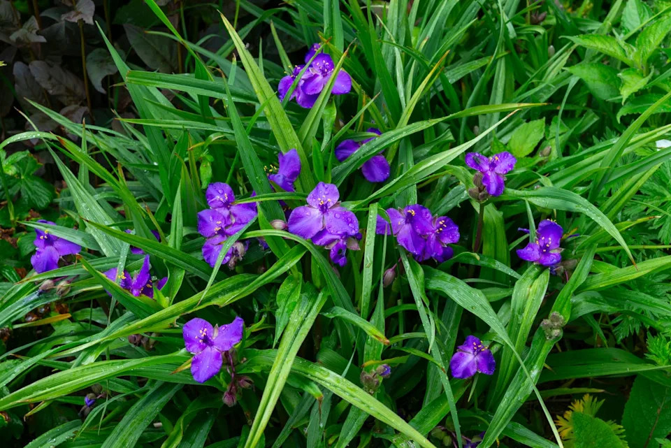 tradescantia virginiana (virginia spiderwort) flowering in early summer