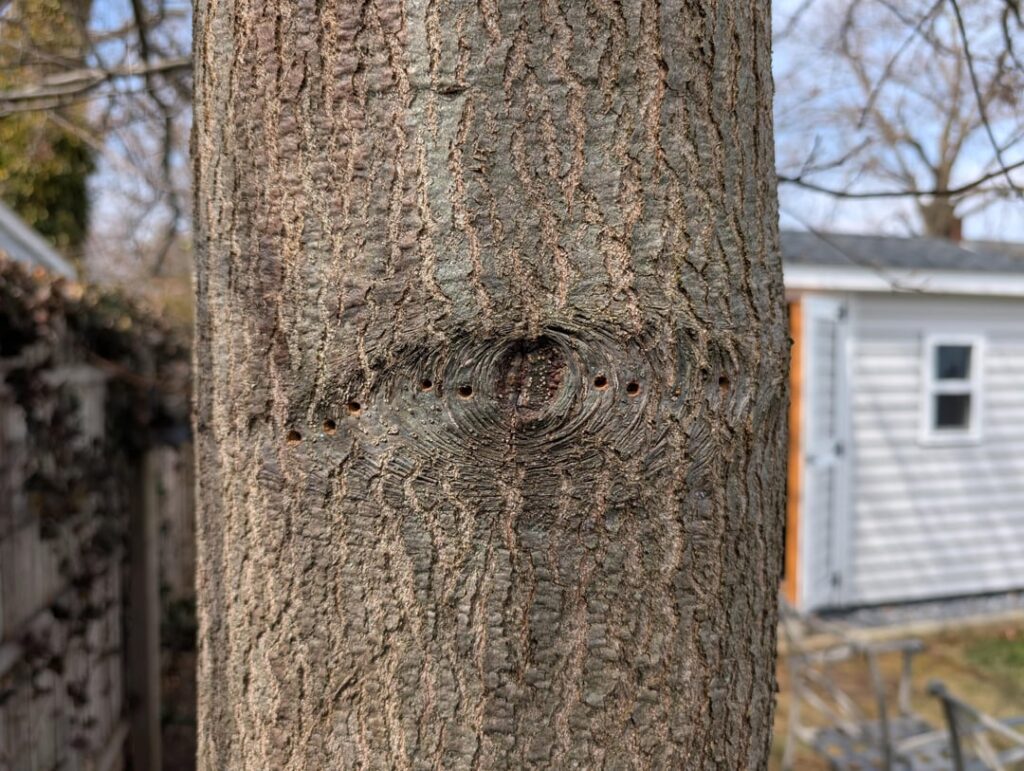 Woodpecker, insect or Neighbor?