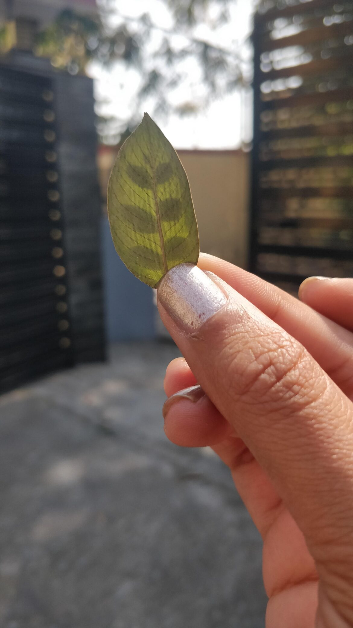 Is this my leaf's soul?