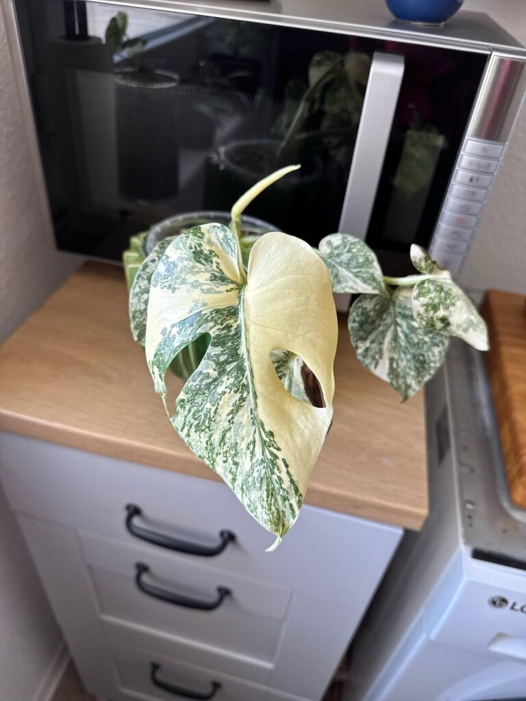 Monstera mint ??