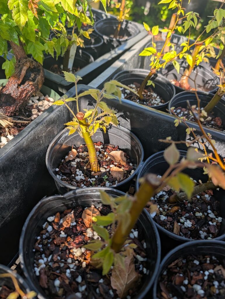 Zelkova brooms update