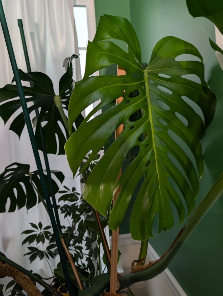 New Leaf