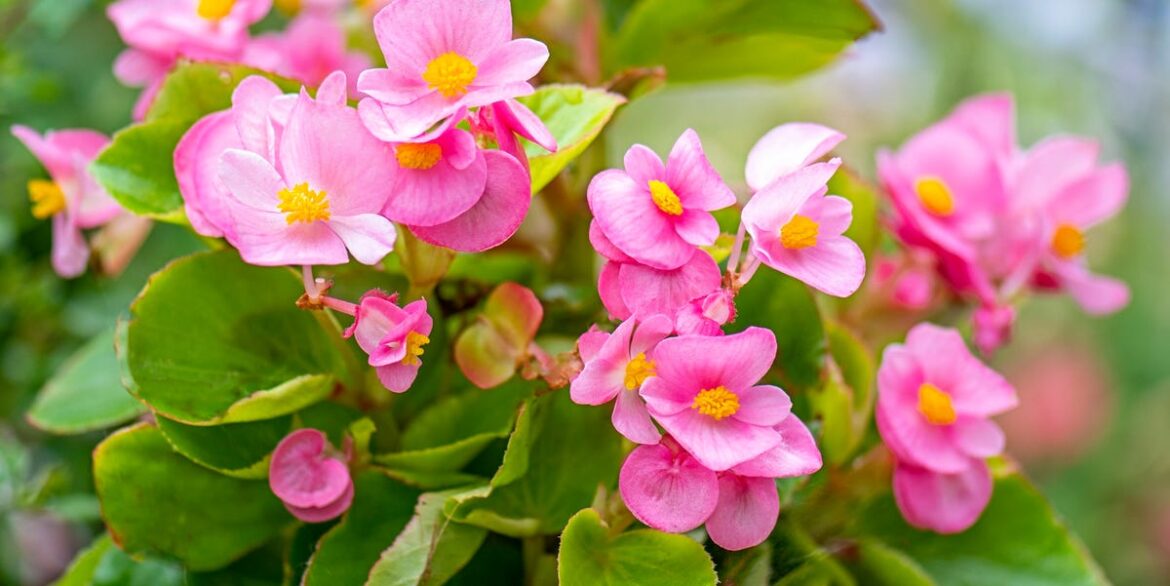 Experts Warn This Common Planting Mistake Is The ‘Biggest Killer’ Of Begonia Tubers Experts Warn This Common Planting Mistake Is The ‘Biggest Killer’ Of Begonia Tubers