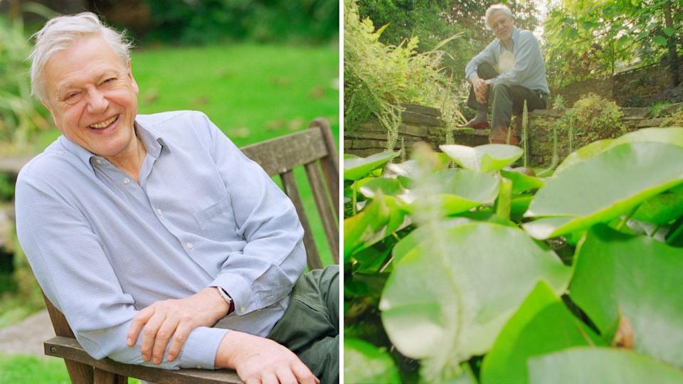 David attenborough in his garden.