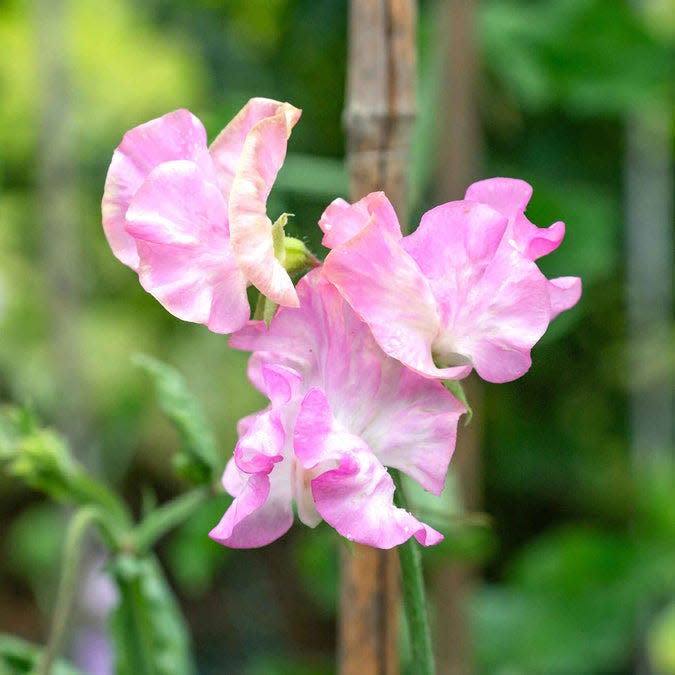 How to Grow Showstopping Sweet Peas