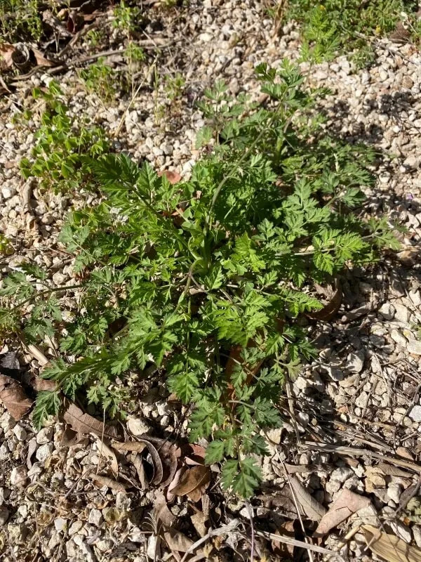 Hedge parsley growing in ground.