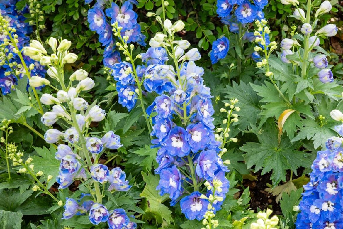This Old-Fashioned Flower Is Having a Well-Deserved Comeback in Gardens This Spring