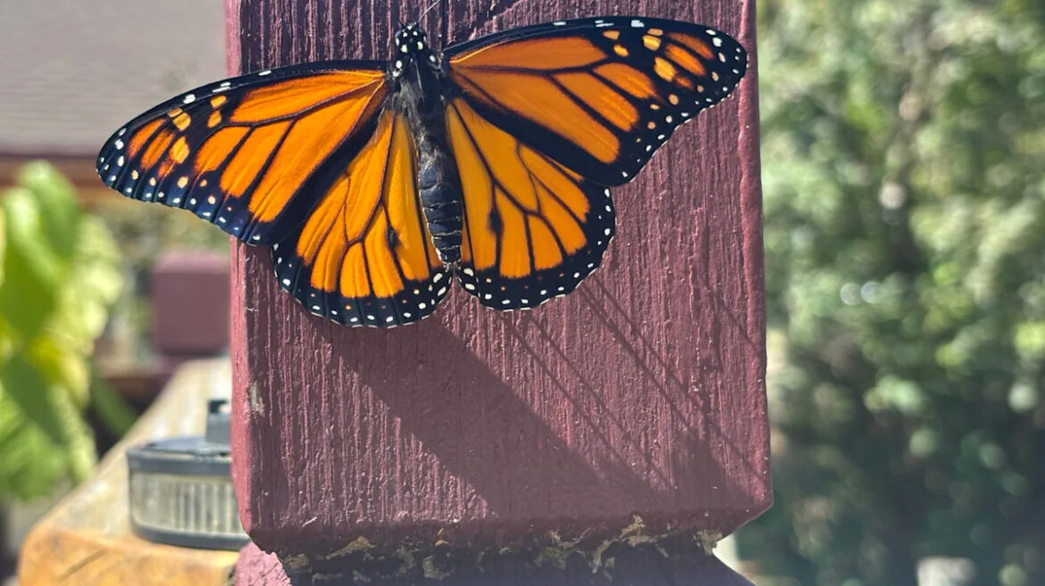 Yahoo lifestyle home