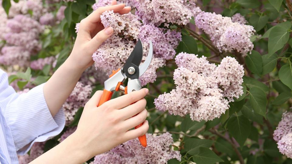 Gardener pruning lilac branch with secateurs outdoors, closeup