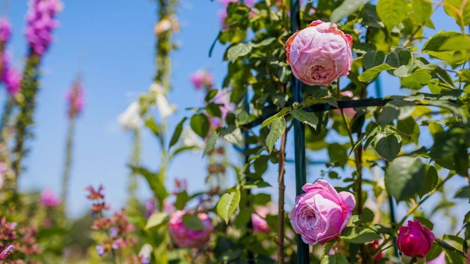 Spirit of Freedom rose blooming on obelisk in summer garden by salvia and foxgloves. Pink flowers on english climber growing on pergola