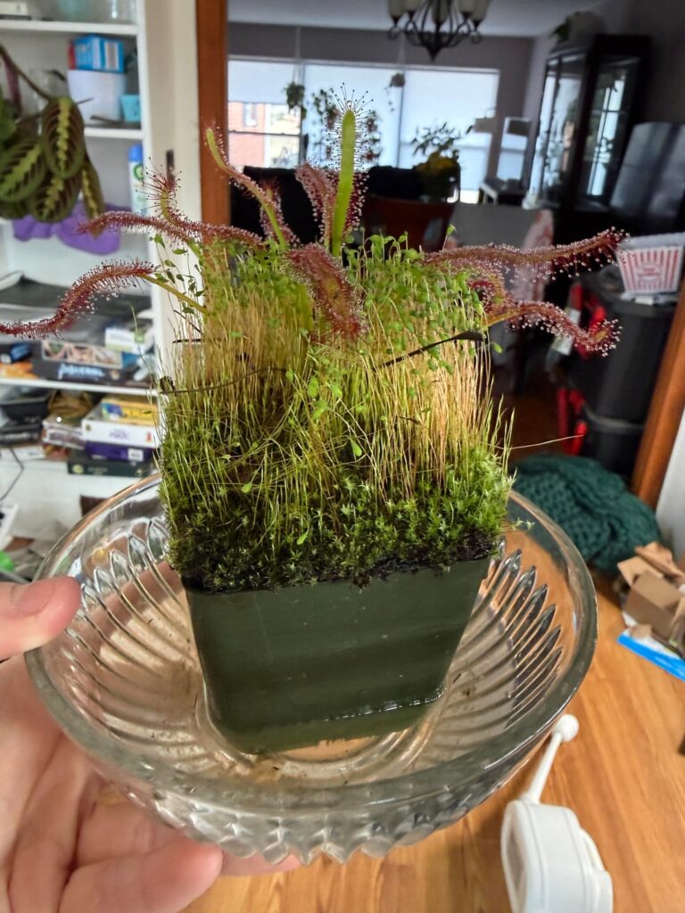 I’m almost scared to ask but what are these green things that are growing with my sundew? Should I “mow” since they’re almost suffocating my smaller growths?