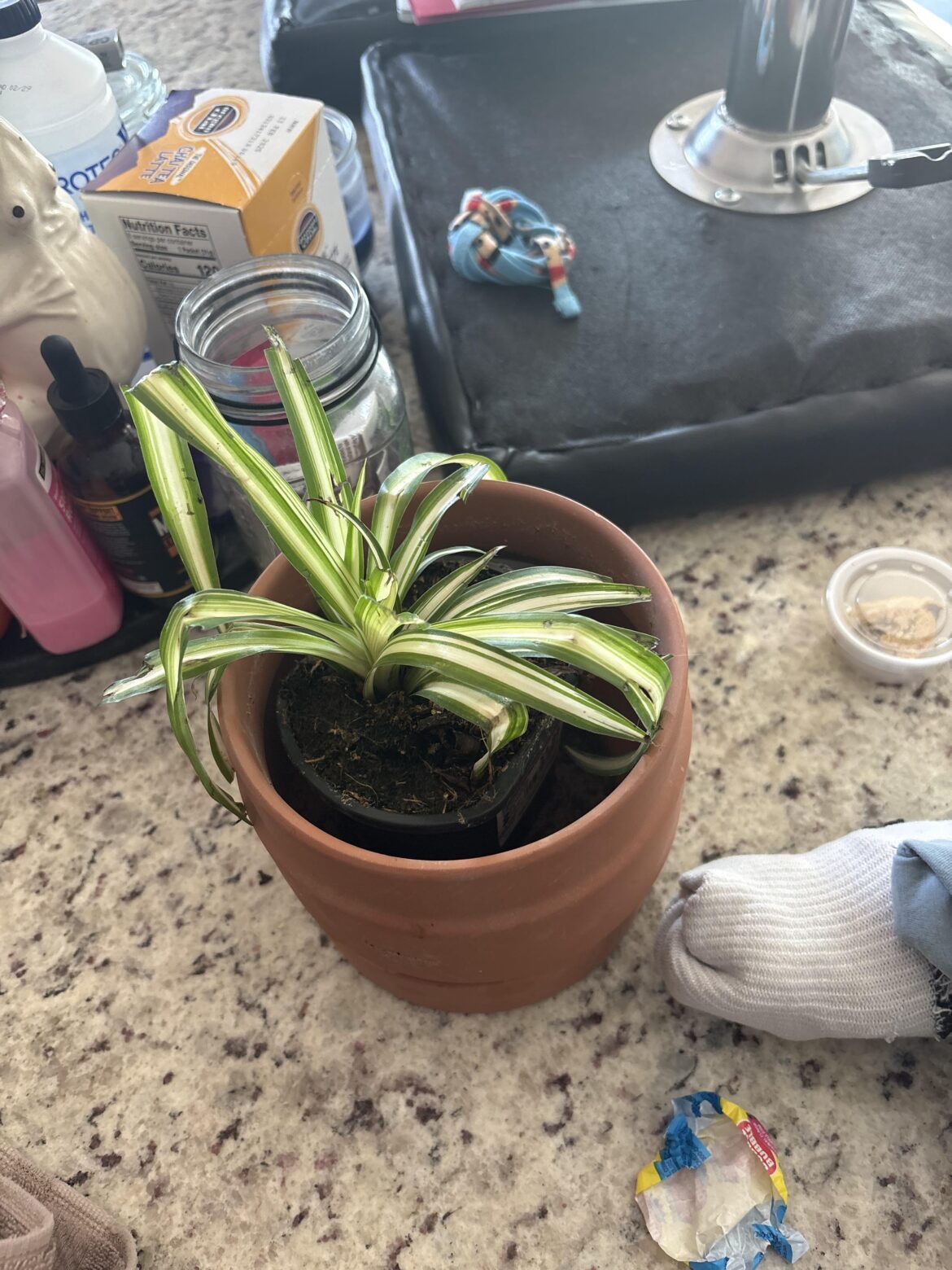 How should I trim this Spider Plant?