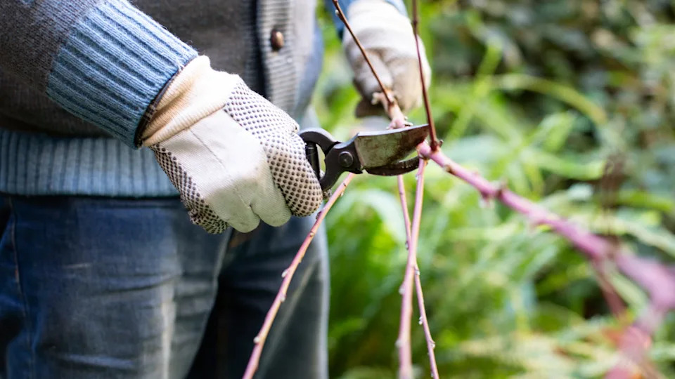 Photo by Kathrin Ziegler on Getty Images