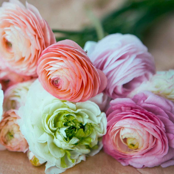 Ranunculus Bulbs - Bridal Mix