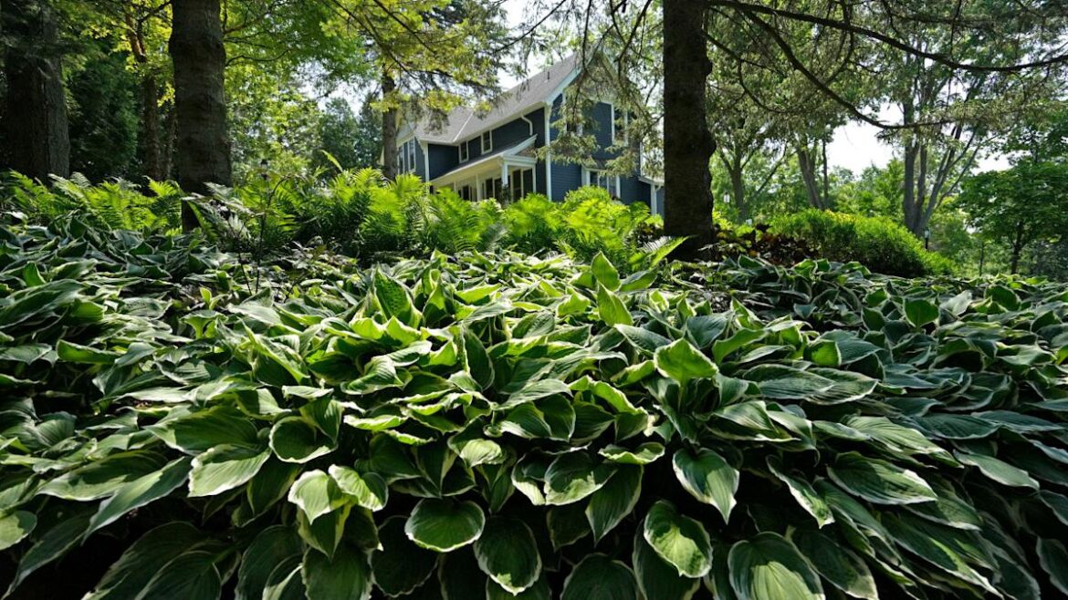 Pair Your Hostas With These Companion Plants for a Stunning Shade Bed