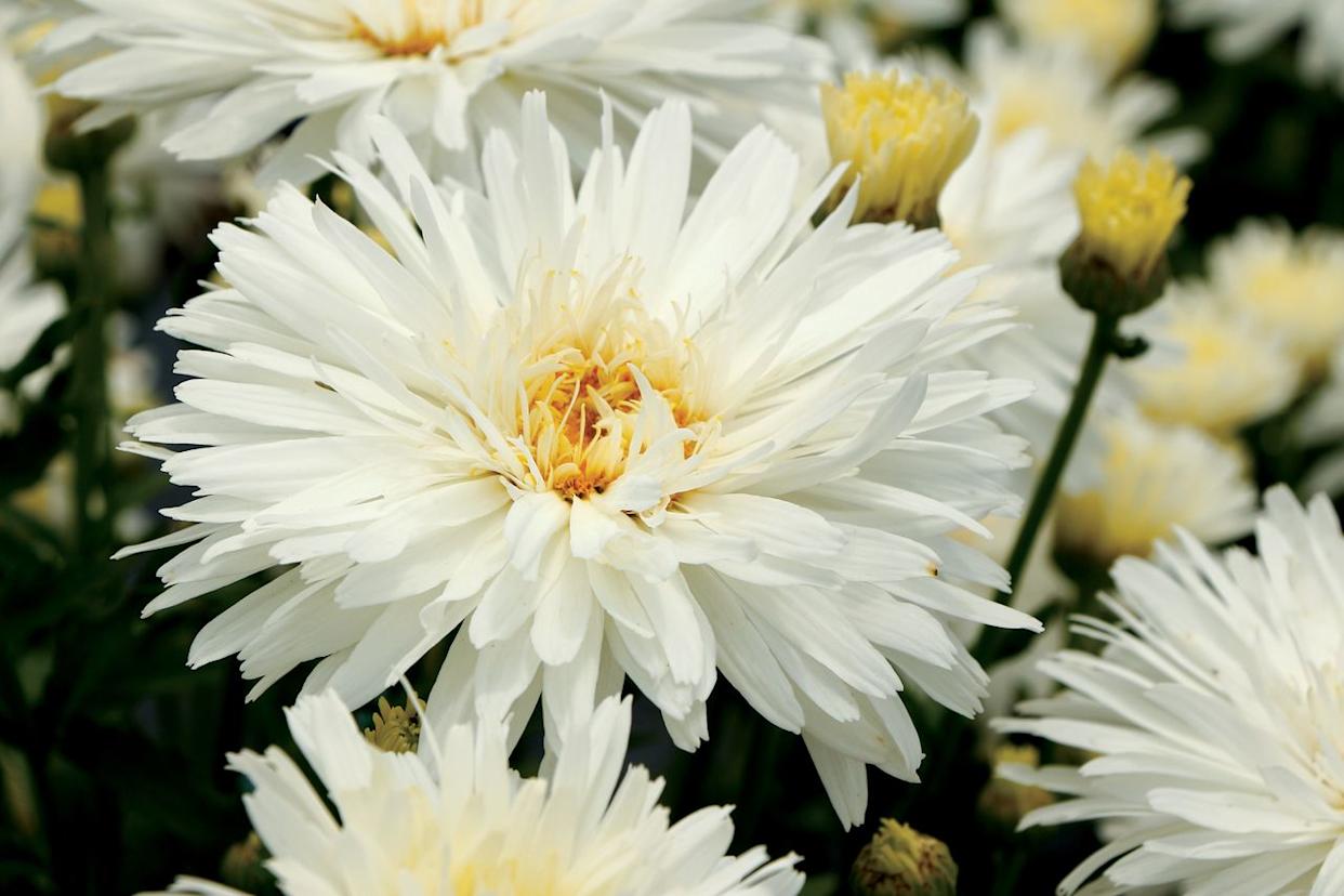 Credit: Terra Nova Nurseries