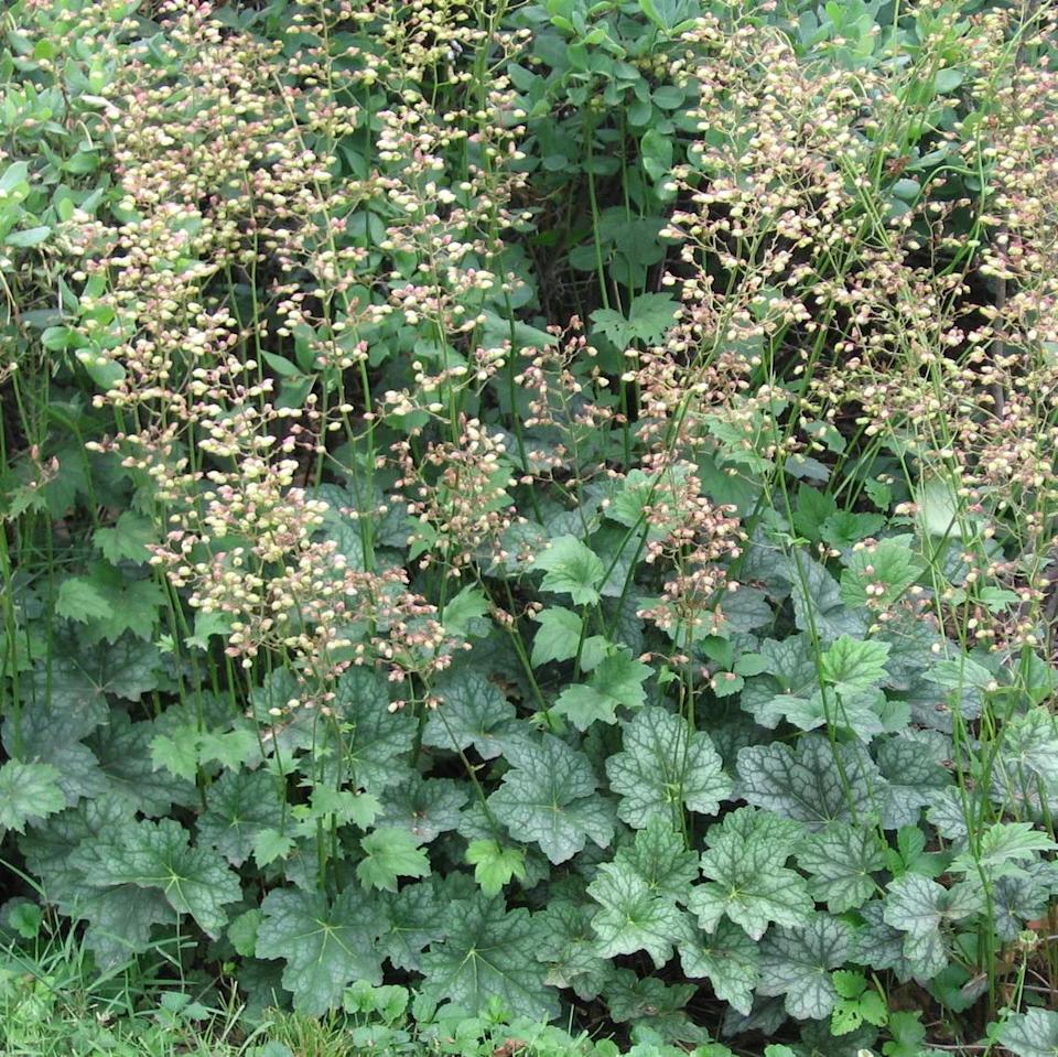 American alumroot leaves are heart-shaped and lobed, 3-5 inches wide and somewhat evergreen.