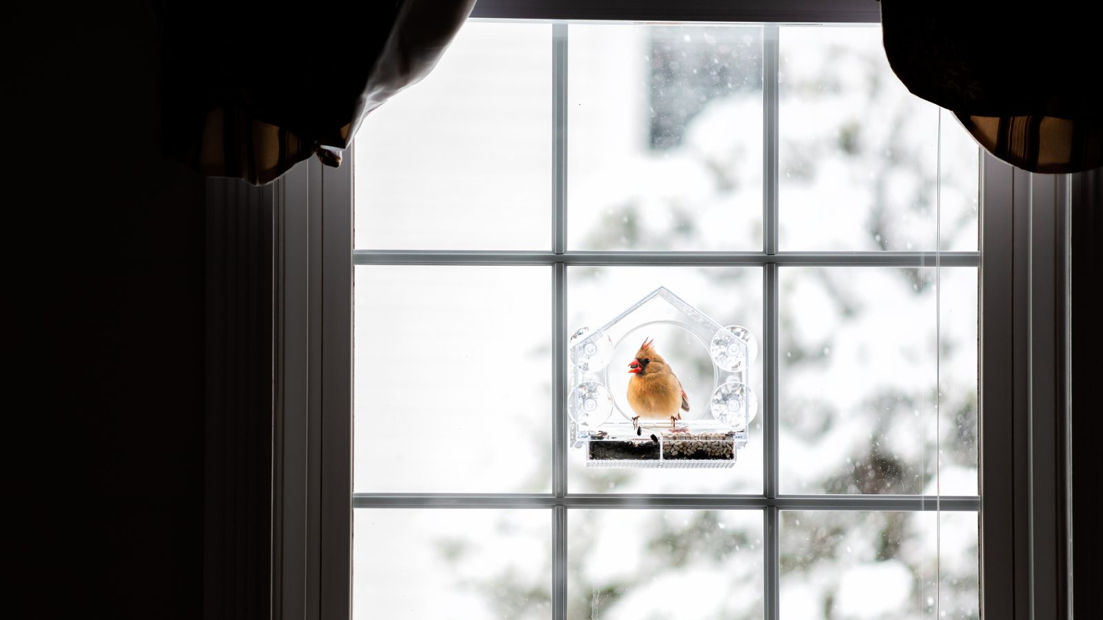 A red cardinal at a window bird feeder