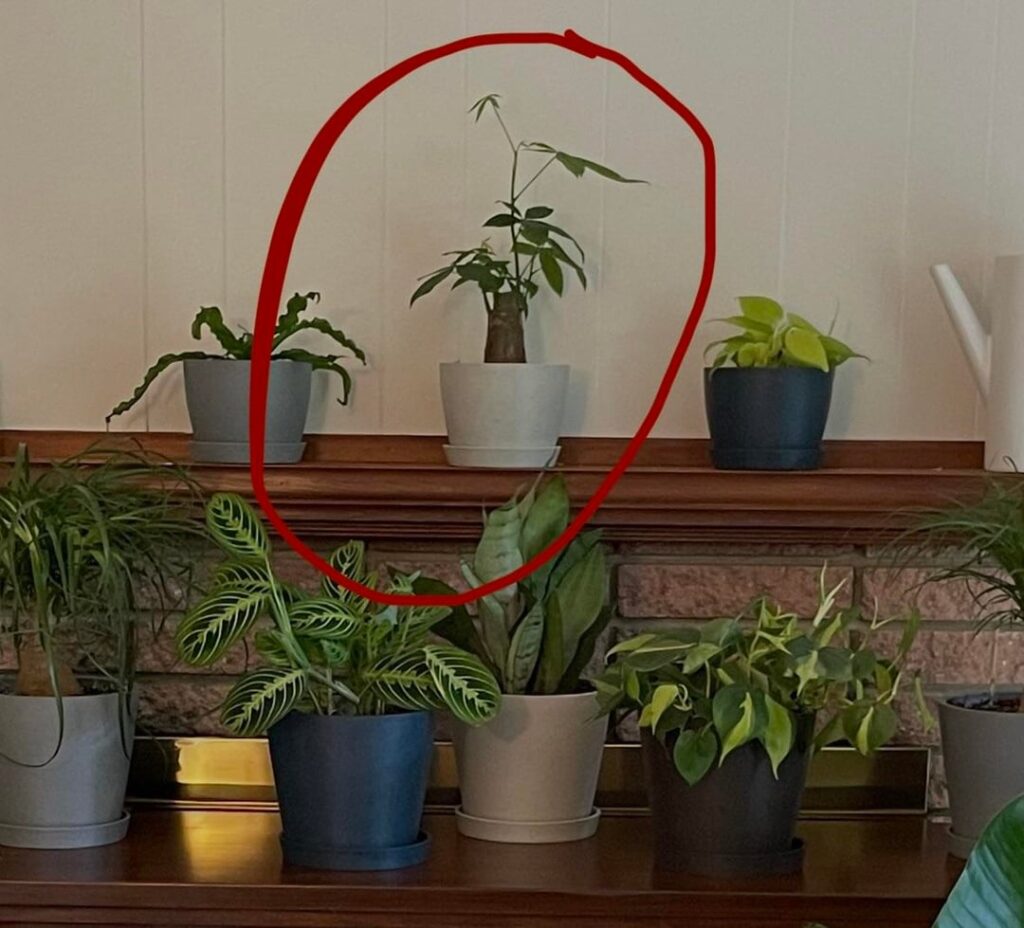 “Mini” Money Tree 12inches (May 2021) to 8+ feet (March 2026) “Mini” Money Tree 12inches (May 2021) to 8+ feet (March 2026)