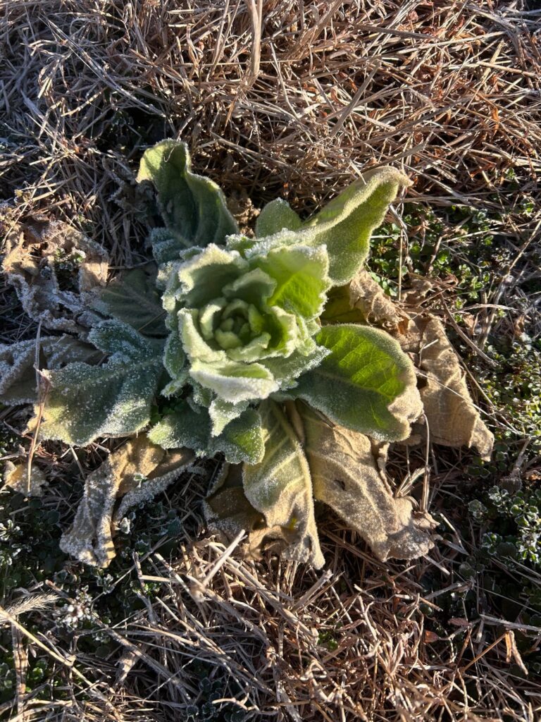 Fuzzy soft leaves, cabbage almost looking
