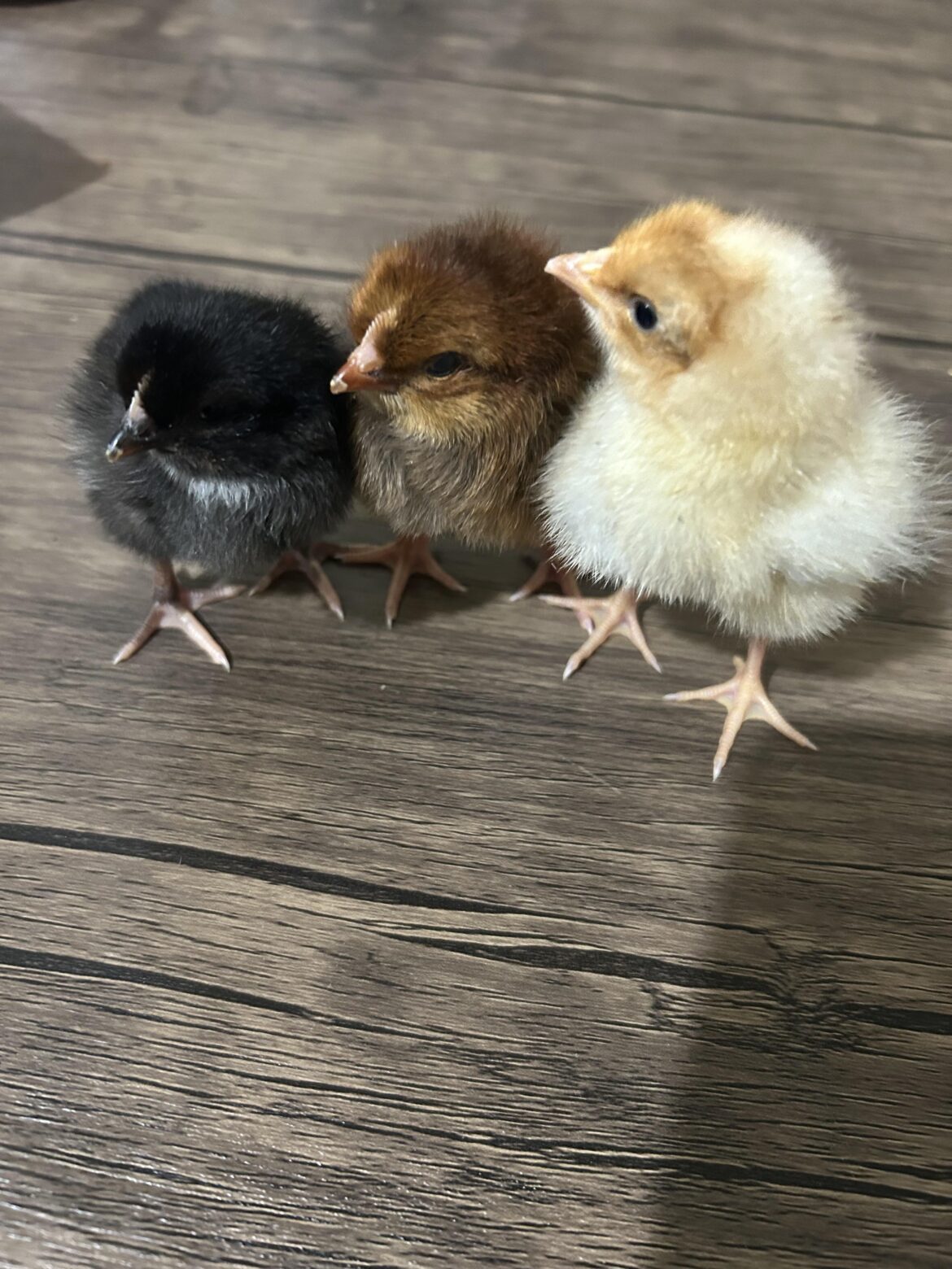 Rhode Island Red rooster X White Leghorn hen. How the heck did I end up with 3 different colors?