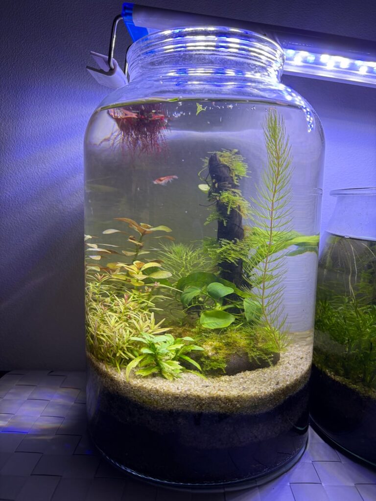 5.6 L Walstad Jar - 1 Month Evolution (After and Before)