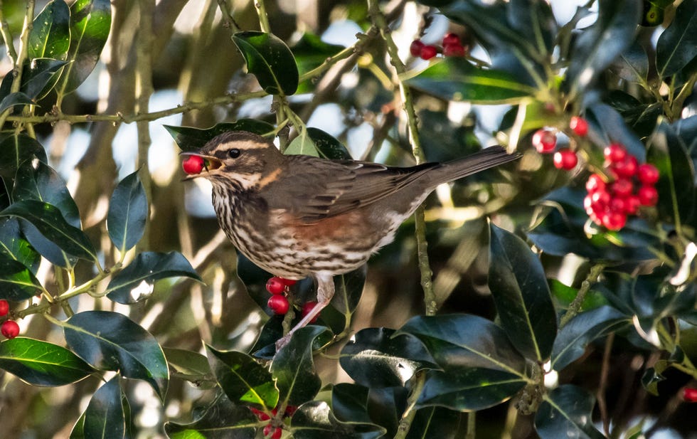 redwing turdus illacus eating berries from holly bush