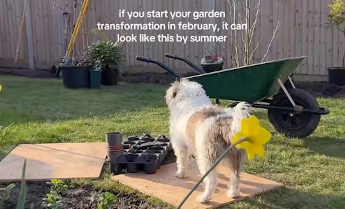 Homeowner shares incredible before-and-after footage of backyard transformation: ‘This is stunning’ Yahoo lifestyle home