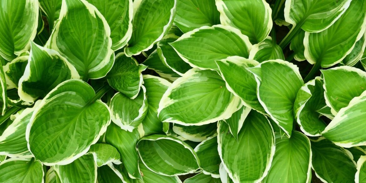 15 Best Plants for Planting Under Trees