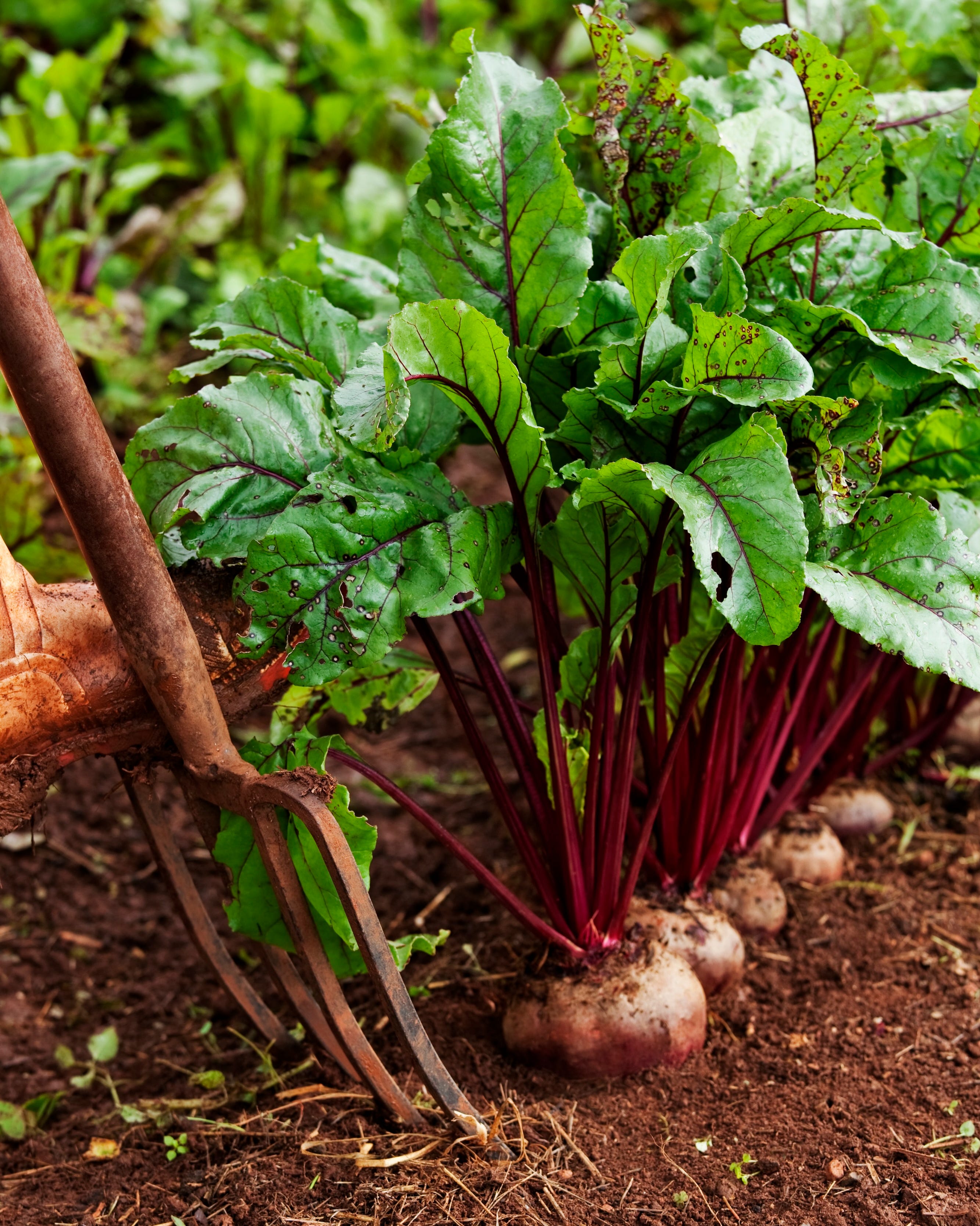 organic beetroot still in soil, being harvested by a man holding a pitchfork.