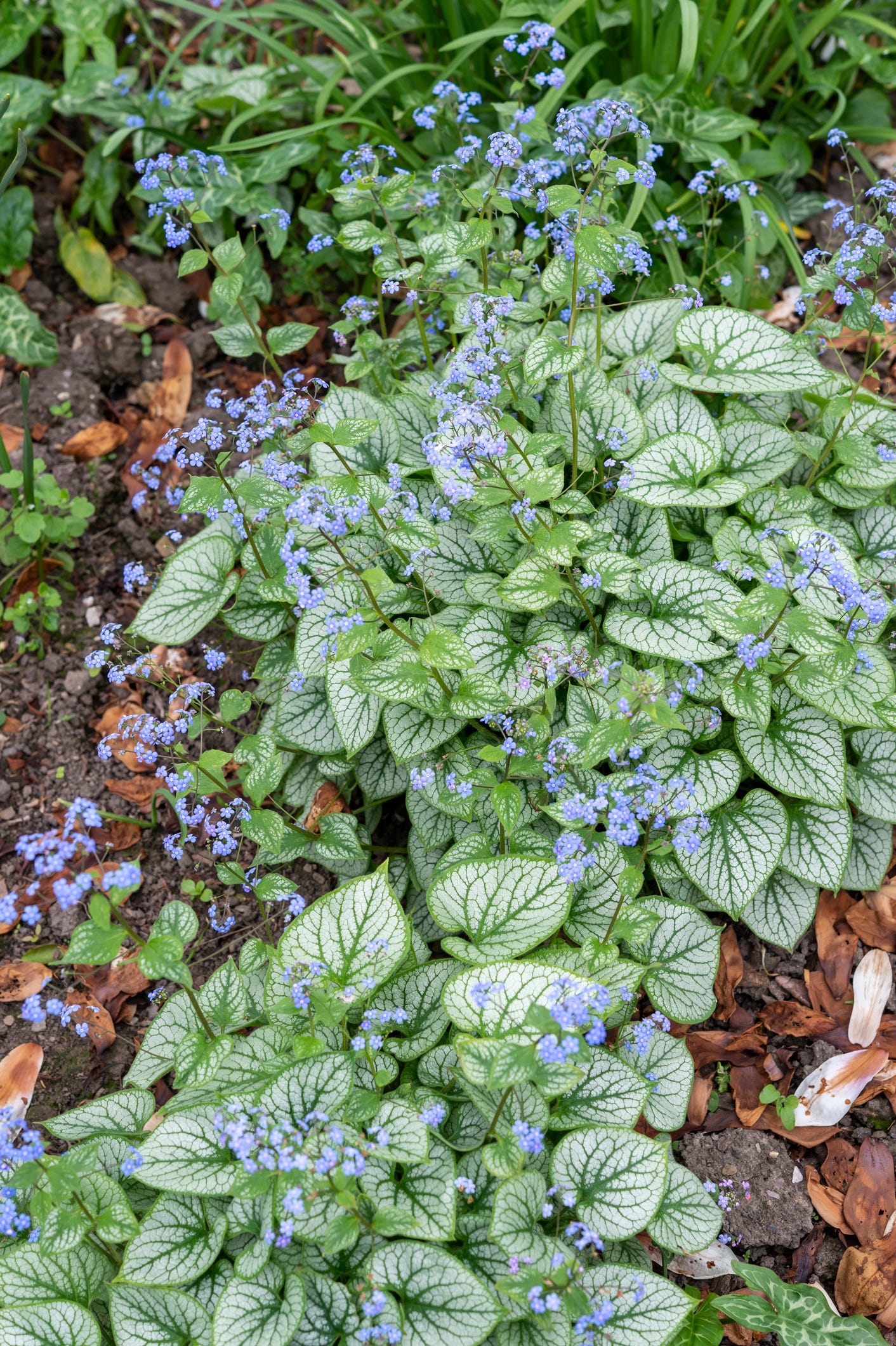 Brunnera Macrophylla 'Jack Frost' in spring