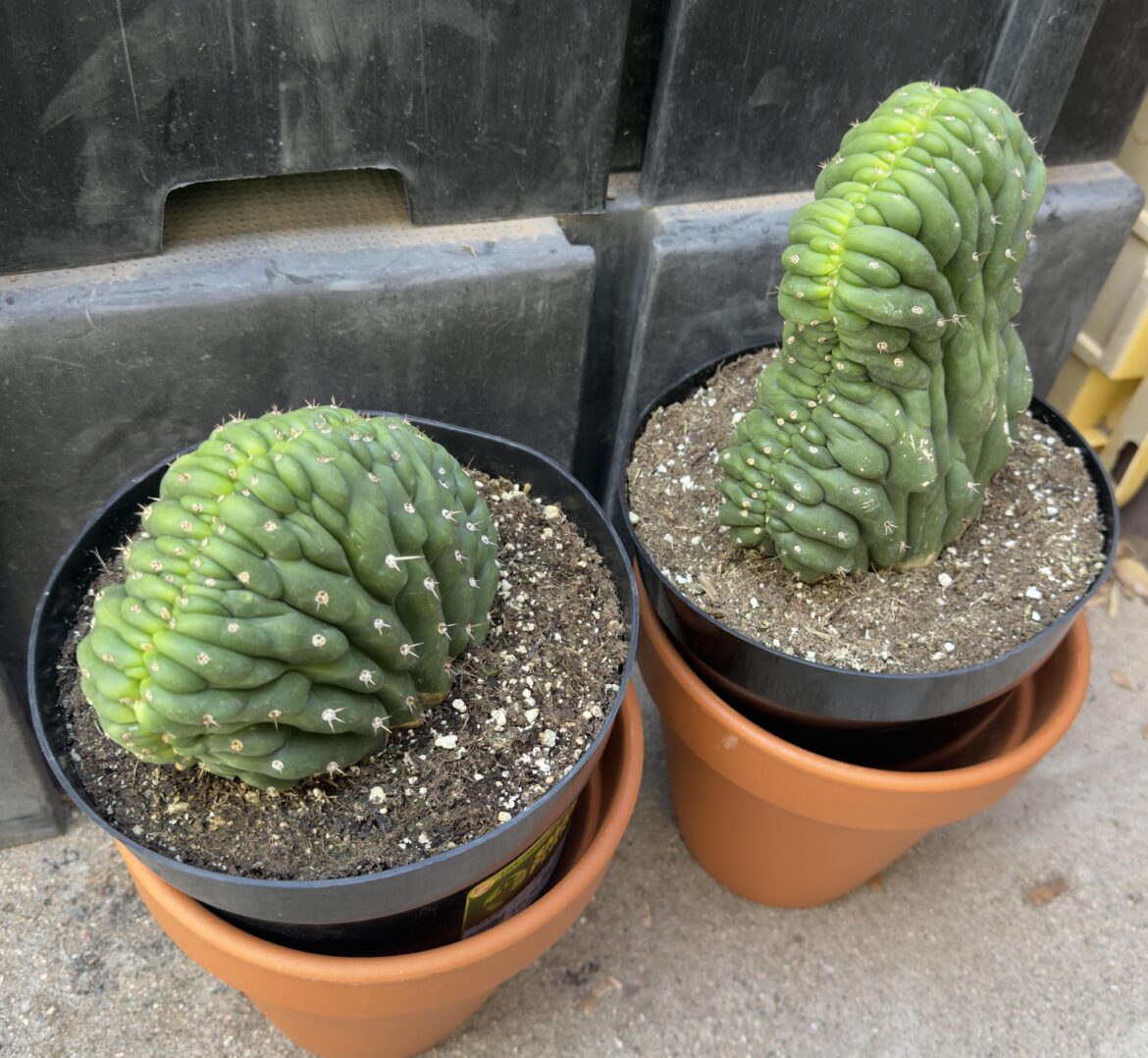 Mesa AZ Crested San Pedro at HD
