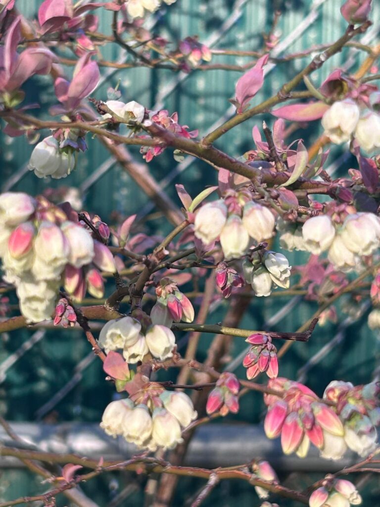 Blueberry Promises