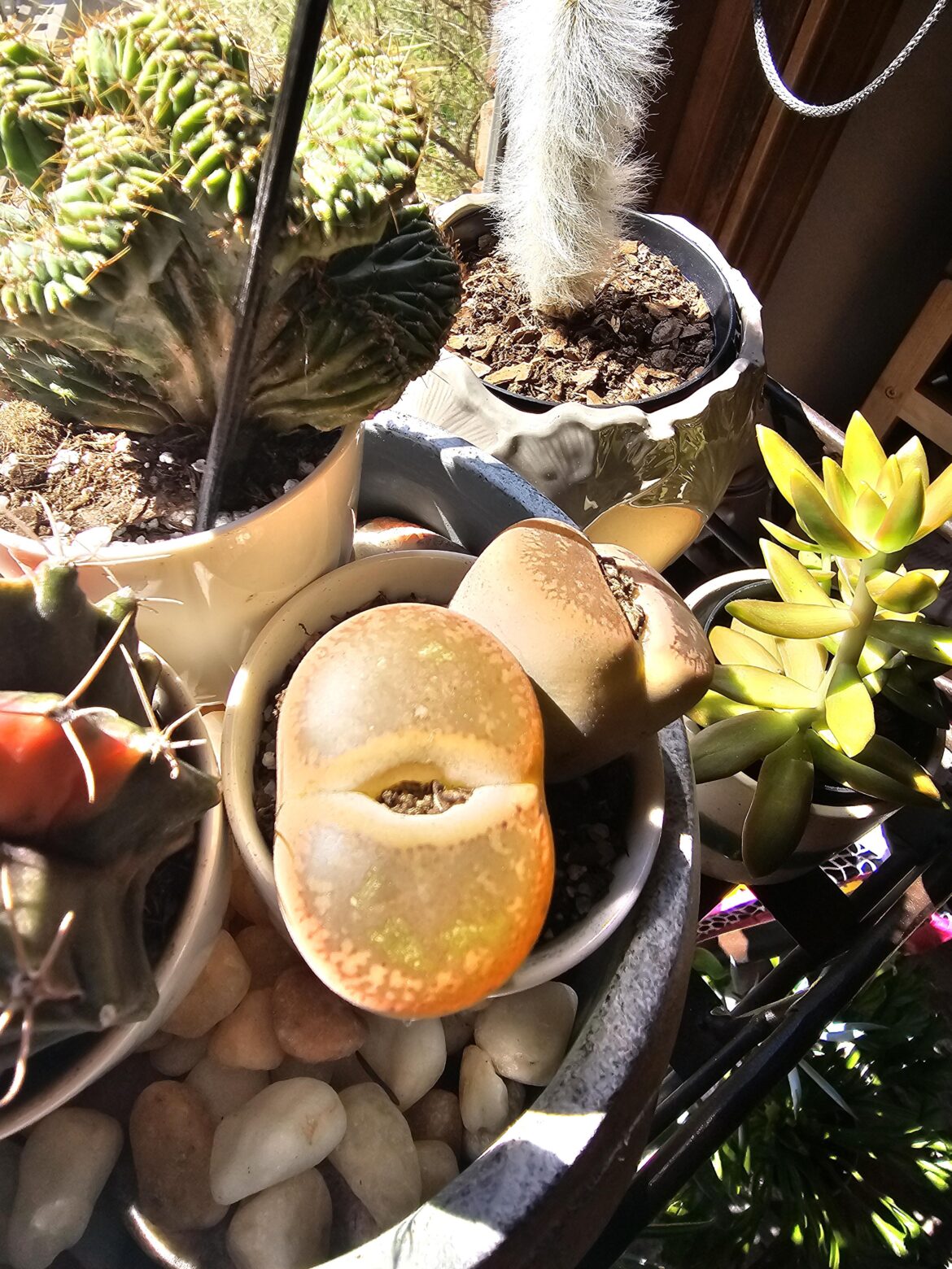 Is my lithop in distress?