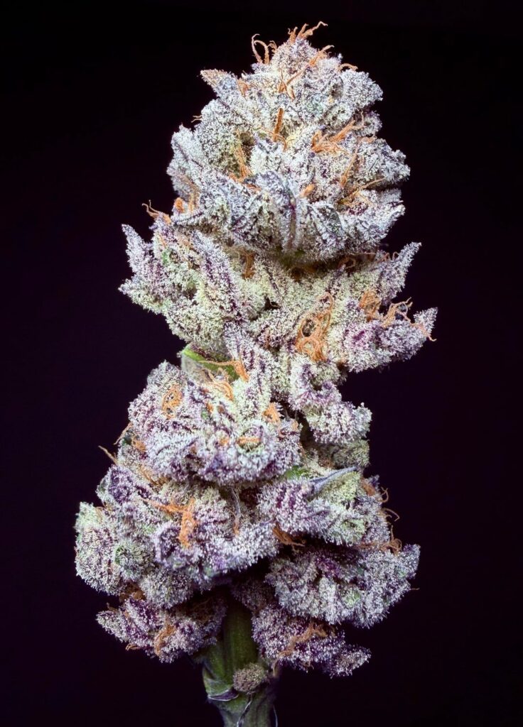 GPA Cookies #6 x End Game #3 — Frost & Color Coco Grow GPA Cookies #6 x End Game #3 — Frost & Color Coco Grow
