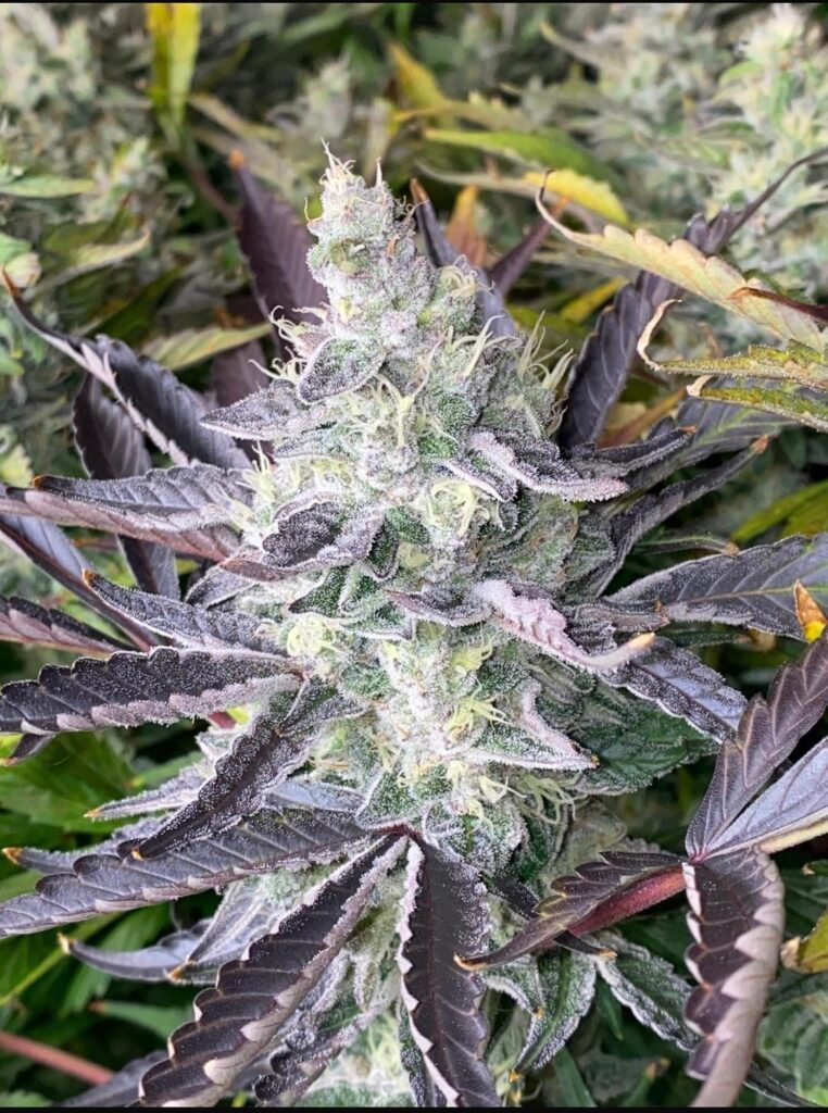 BlackBerry wine skunk