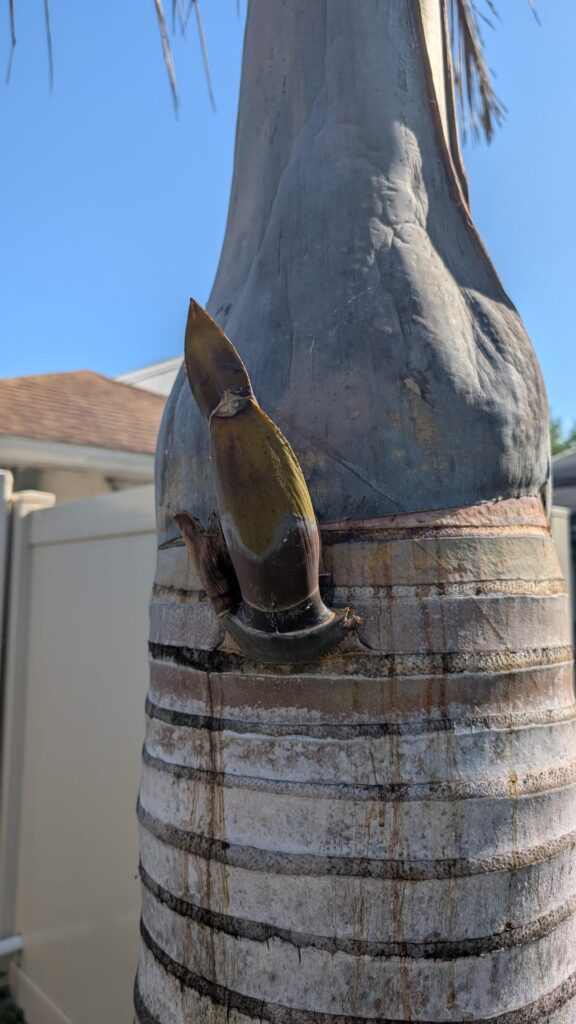 What is my palm tree attempting here?