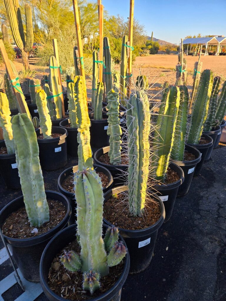 Cactus looking good at the Desert Botanical Garden parking lot sale.