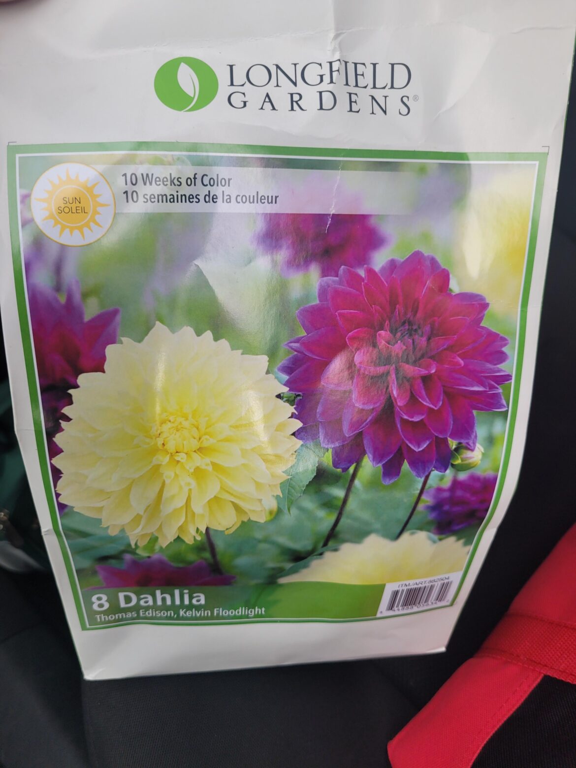 Dahlia starting