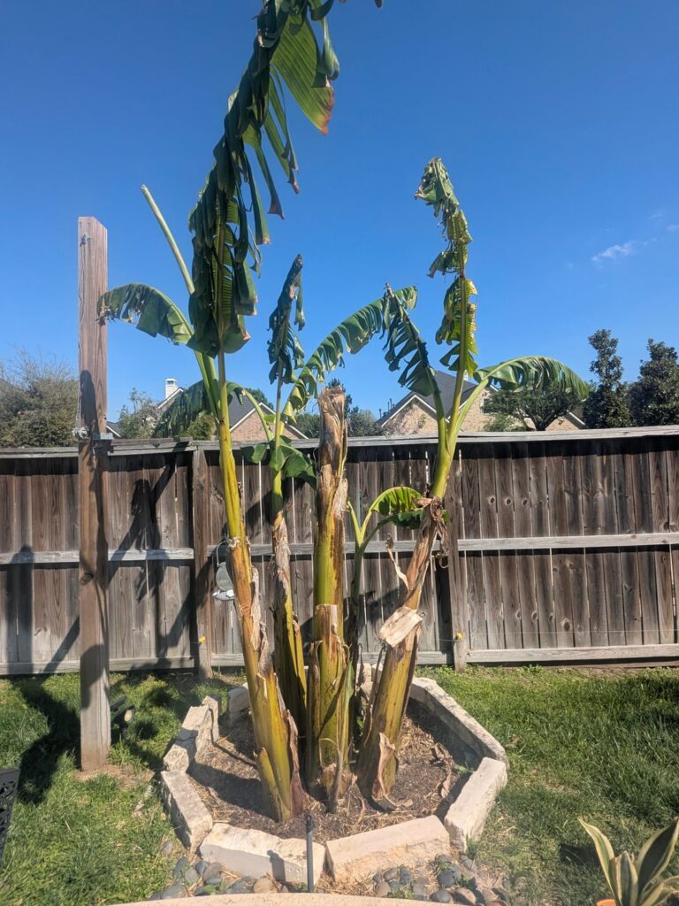 Banana tree