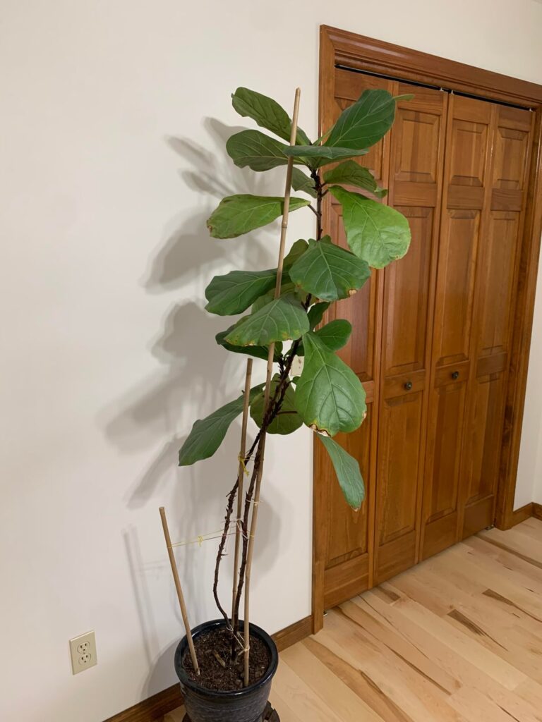 My fiddle leaf fig is tall but very skinny. How aggressively should I prune it?
