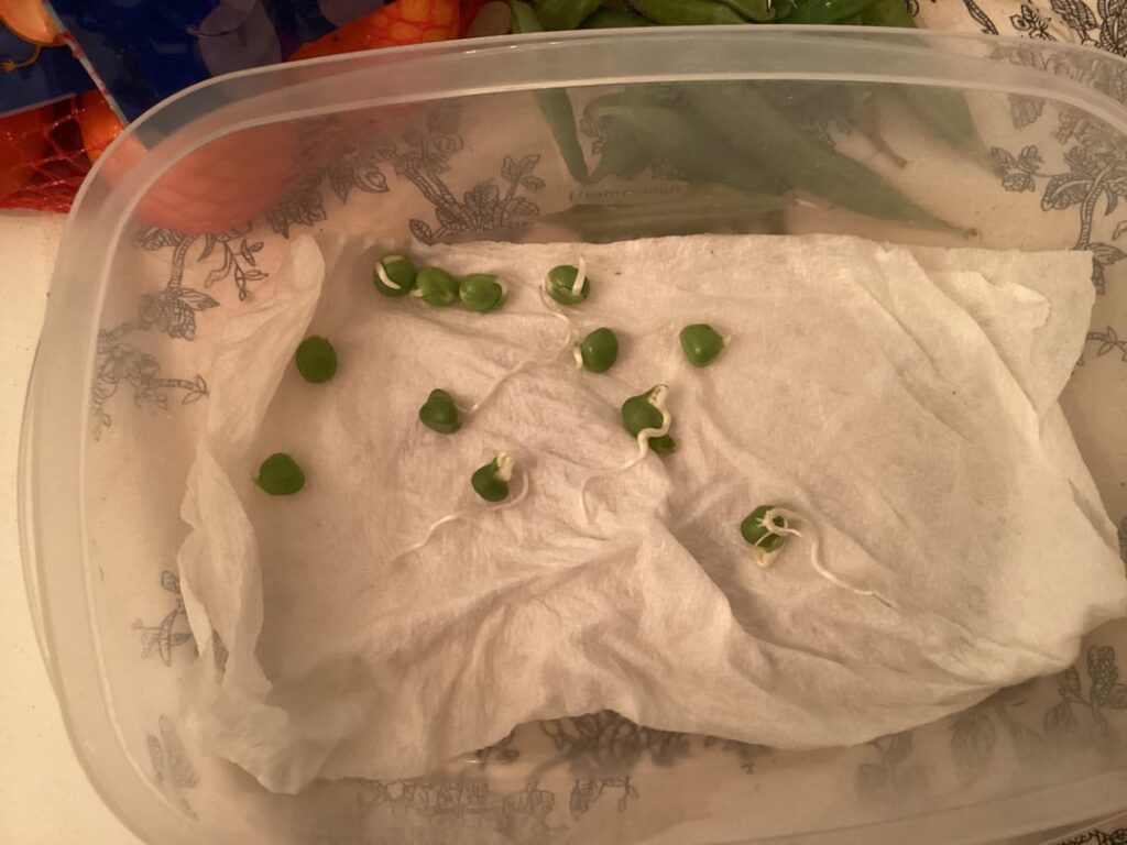 Sugar snaps started sprouting in my fridge. Next steps?