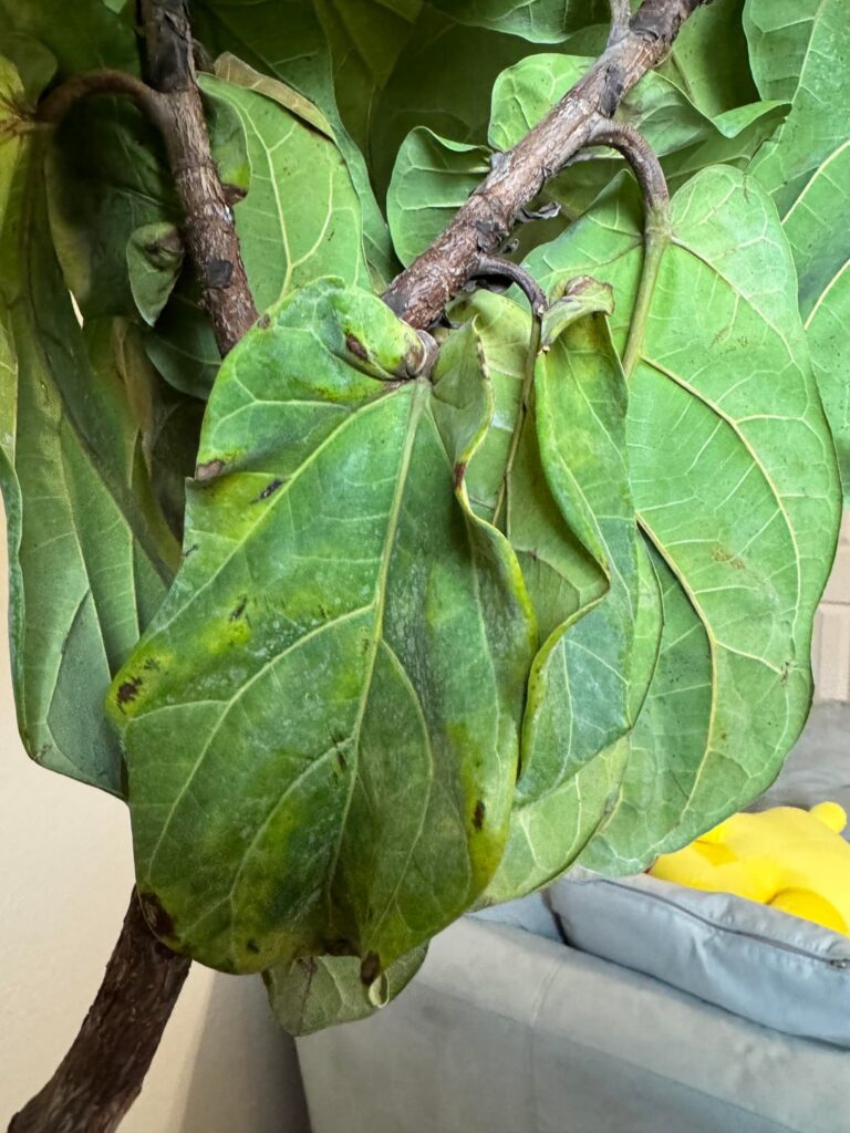 New plant arrived. Should I be concerned?