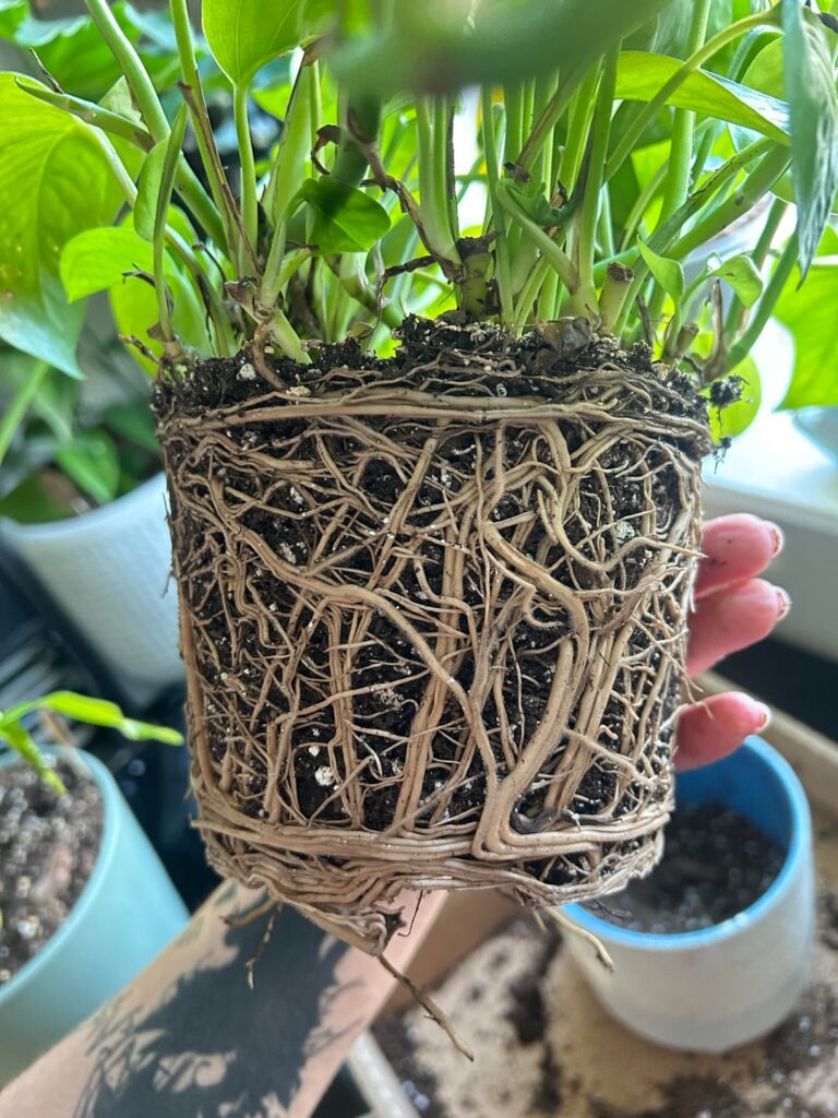 I bet it would feel so good to be repotted as a plant