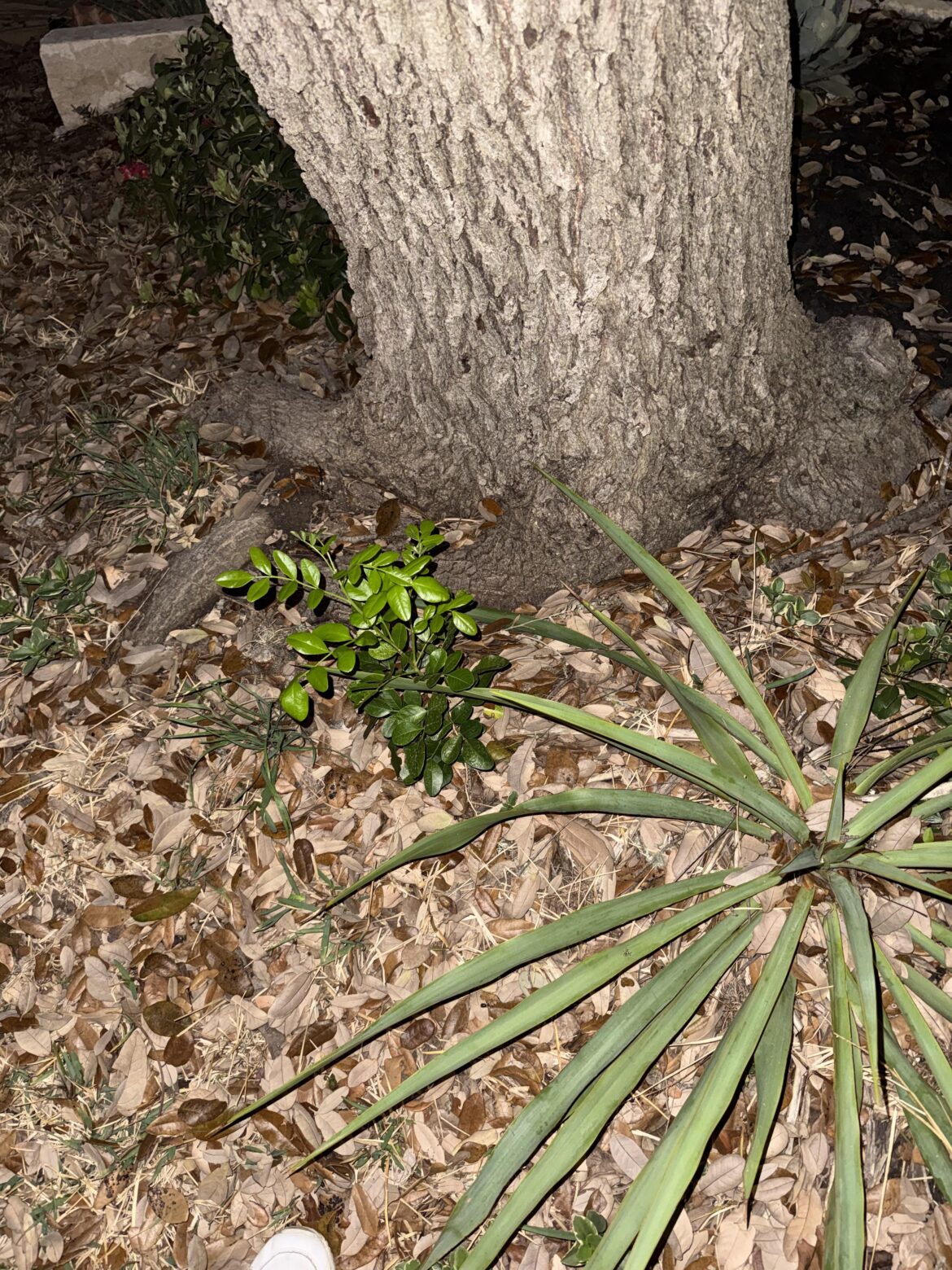 Is this a wild mountain laurel? 😍