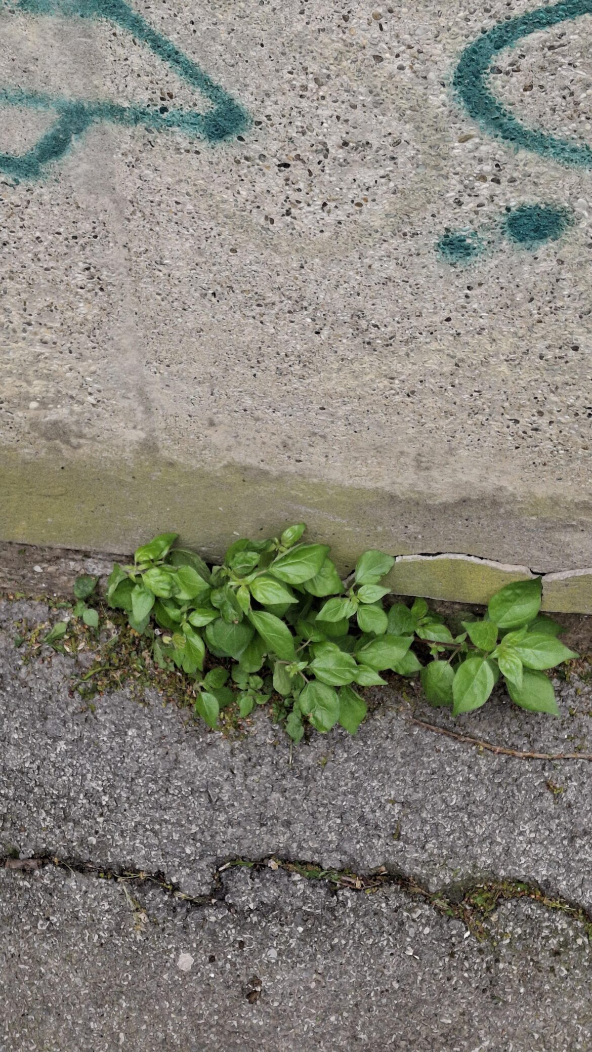 Is this basil growing from the cracks in the floor/foundation?